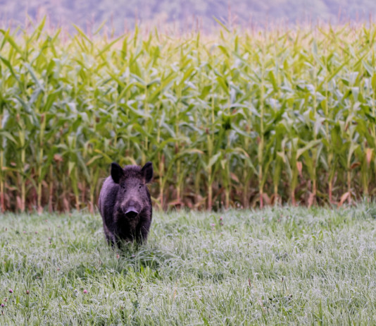 Modifiche alla legge sulla caccia, le osservazioni della cabina di regia Modifiche alla legge sulla caccia, le osservazioni della cabina di regia: cinghiale davanti a un campo coltivato a mais