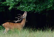 Modifiche alla legge sulla caccia, le osservazioni dell’Arcicaccia Modifiche alla legge sulla caccia, le osservazioni dell’Arcicaccia: cervo mangia foglie di albero