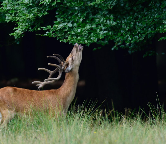 Modifiche alla legge sulla caccia, le osservazioni dell’Arcicaccia Modifiche alla legge sulla caccia, le osservazioni dell’Arcicaccia: cervo mangia foglie di albero