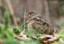 Monitoraggio della beccaccia: Regione Marche approva le nuove linee guida Monitoraggio della beccaccia Regione Marche approva le nuove linee guida