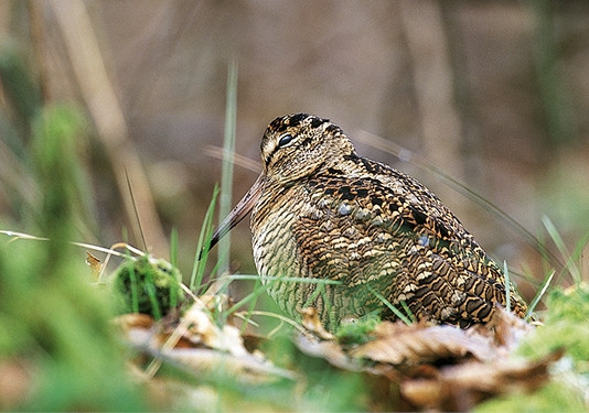 Monitoraggio della beccaccia: Regione Marche approva le nuove linee guida Monitoraggio della beccaccia Regione Marche approva le nuove linee guida