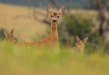 Nominati i componenti del comitato faunistico-venatorio nazionale Nominati i componenti del comitato faunistico-venatorio nazionale: capriolo femmina con tre piccoli