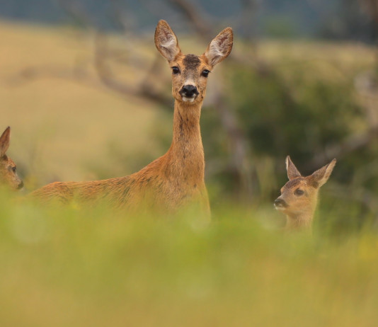 Nominati i componenti del comitato faunistico-venatorio nazionale Nominati i componenti del comitato faunistico-venatorio nazionale: capriolo femmina con tre piccoli