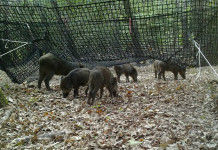 Peste suina africana, Ispra sperimenta nuova trappola Peste suina africana, Ispra sperimenta nuova trappola di cattura: cinghiali con trappola Pig Brig