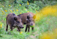 Peste suina africana, le richieste della Cia e le prospettive Peste suina africana: tre cinghiali nel bosco