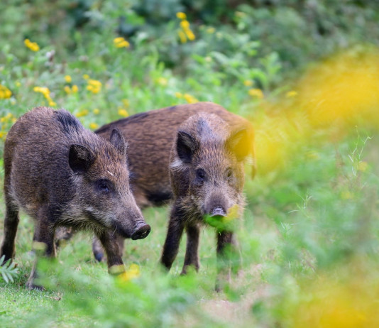 Peste suina africana, le richieste della Cia e le prospettive Peste suina africana: tre cinghiali nel bosco