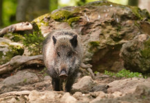 Piano straordinario sulla peste suina africana: le indicazioni del commissario