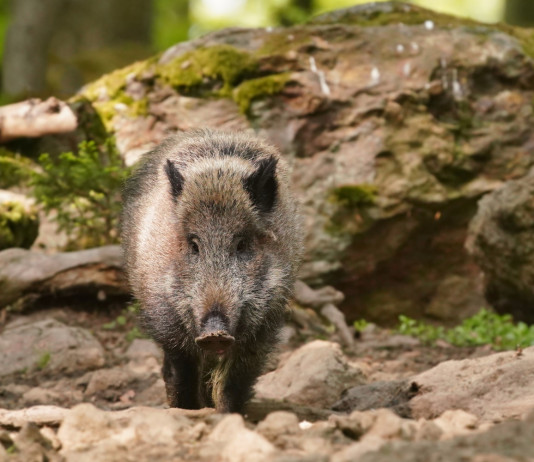 Piano straordinario sulla peste suina africana: le indicazioni del commissario