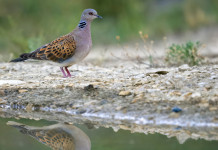 Preapertura della caccia in Campania, la lettera delle associazioni Preapertura della caccia in Campania: tortora su specchio d'acqua