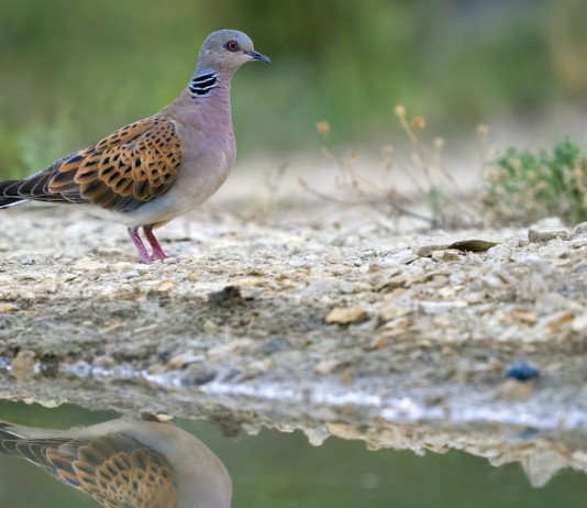 Preapertura della caccia in Campania, la lettera delle associazioni Preapertura della caccia in Campania: tortora su specchio d'acqua