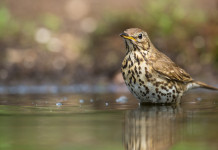 Presentato ricorso contro il calendario venatorio della Lombardia Presentato ricorso contro il calendario venatorio della Lombardia: tordo bottaccio in acqua