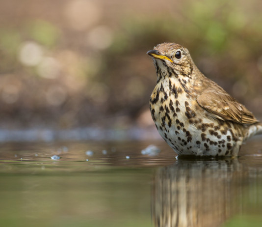 Presentato ricorso contro il calendario venatorio della Lombardia Presentato ricorso contro il calendario venatorio della Lombardia: tordo bottaccio in acqua