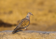 Quando e dove si caccia la tortora in Italia? Quando e dove si caccia la tortora in Italia: tortora in ambiente naturale