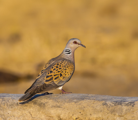 Quando e dove si caccia la tortora in Italia? Quando e dove si caccia la tortora in Italia: tortora in ambiente naturale