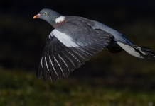 Quando si caccia il colombaccio in Italia? Quando si caccia il colombaccio in Italia?