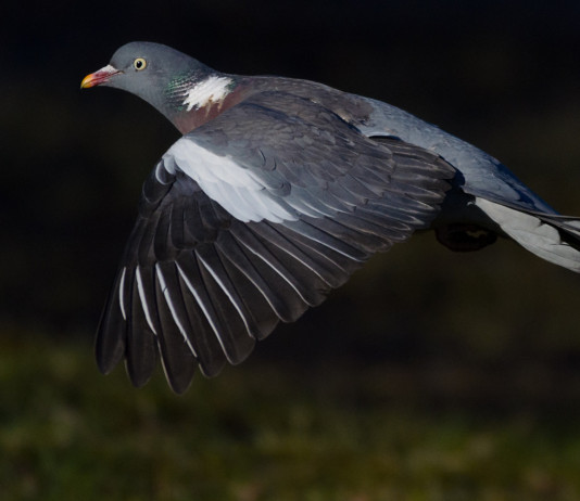 Quando si caccia il colombaccio in Italia? Quando si caccia il colombaccio in Italia?
