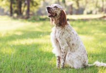 Respinto il ricorso contro il calendario venatorio della Sicilia Respinto il ricorso contro il calendario venatorio della Sicilia: setter da caccia seduto
