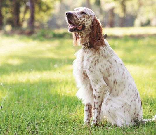 Respinto il ricorso contro il calendario venatorio della Sicilia Respinto il ricorso contro il calendario venatorio della Sicilia: setter da caccia seduto