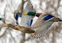Respinto il ricorso sul calendario venatorio delle Marche Respinto il ricorso sul calendario venatorio delle Marche: tre germani reali in volo, femmina tra due maschi