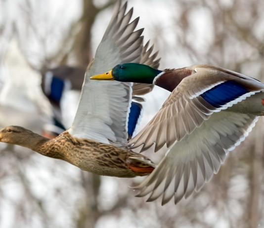 Respinto il ricorso sul calendario venatorio delle Marche Respinto il ricorso sul calendario venatorio delle Marche: tre germani reali in volo, femmina tra due maschi