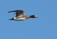 Ricorso su calendario venatorio della Lombardia, Fidc contro Ispra Ricorso su calendario venatorio della Lombardia, Fidc contro Ispra: fischione in volo