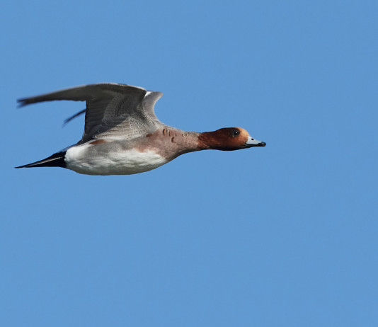Ricorso su calendario venatorio della Lombardia, Fidc contro Ispra Ricorso su calendario venatorio della Lombardia, Fidc contro Ispra: fischione in volo