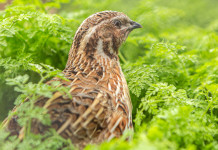 Sospesa la preapertura della caccia a quaglia e tortora in Molise Sospesa la preapertura della caccia a quaglia e tortora in Molise: quaglia nell'erba alta