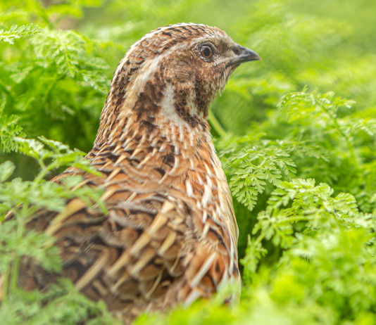 Sospesa la preapertura della caccia a quaglia e tortora in Molise Sospesa la preapertura della caccia a quaglia e tortora in Molise: quaglia nell'erba alta