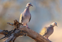 Sospesa la preapertura della caccia in Campania Sospesa la preapertura della caccia in Campania: due tortore su ramo