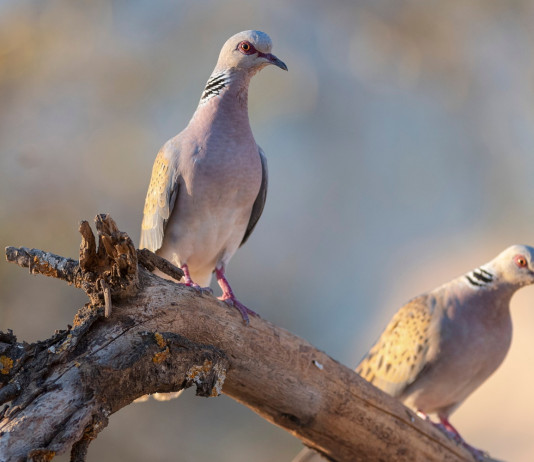Sospesa la preapertura della caccia in Campania Sospesa la preapertura della caccia in Campania: due tortore su ramo