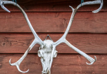 Trofei: acqua ossigenata al bando Trofei: acqua ossigenata al bando