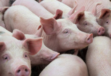 Un focolaio di peste suina africana in un allevamento in Lombardia Un focolaio di peste suina africana in un allevamento in Lombardia: allevamento di maiali