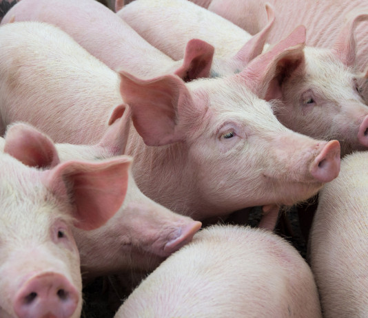 Un focolaio di peste suina africana in un allevamento in Lombardia Un focolaio di peste suina africana in un allevamento in Lombardia: allevamento di maiali