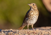 A rischio la normativa sugli anelli per richiami vivi in Lombardia A rischio la normativa sugli anelli per richiami vivi in Lombardia: tordo bottaccio