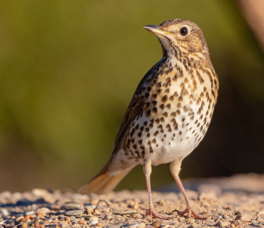 A rischio la normativa sugli anelli per richiami vivi in Lombardia A rischio la normativa sugli anelli per richiami vivi in Lombardia: tordo bottaccio