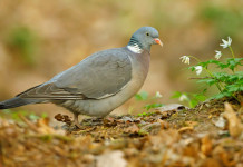 Accolto il ricorso contro il calendario venatorio della Sicilia Accolto il ricorso sul calendario venatorio della Sicilia: colombaccio