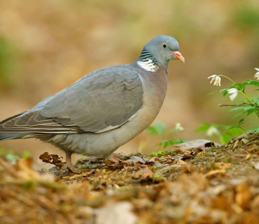 Accolto il ricorso contro il calendario venatorio della Sicilia Accolto il ricorso sul calendario venatorio della Sicilia: colombaccio