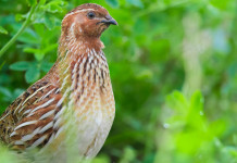 Accolto ricorso contro calendario venatorio del Veneto Accolto ricorso contro calendario venatorio del Veneto: quaglia nell'erba medica