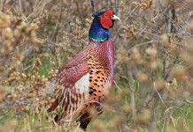 Accolto il ricorso contro il calendario venatorio del Molise Accolto ricorso contro il calendario venatorio del Molise: fagiano in ambiente naturale