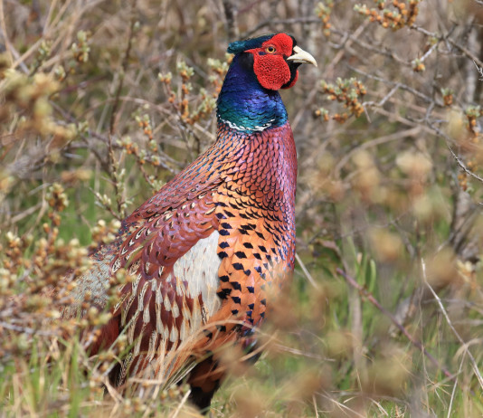 Accolto il ricorso contro il calendario venatorio del Molise Accolto ricorso contro il calendario venatorio del Molise: fagiano in ambiente naturale