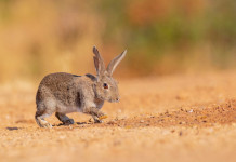 Assessore modifica il calendario venatorio della Sicilia Assessore modifica il calendario venatorio della Sicilia: coniglio selvatico