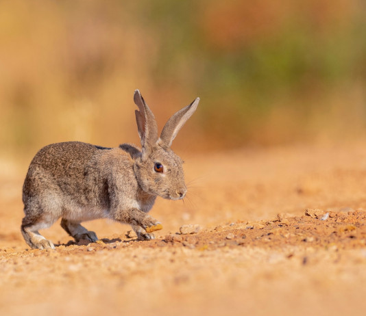 Assessore modifica il calendario venatorio della Sicilia Assessore modifica il calendario venatorio della Sicilia: coniglio selvatico