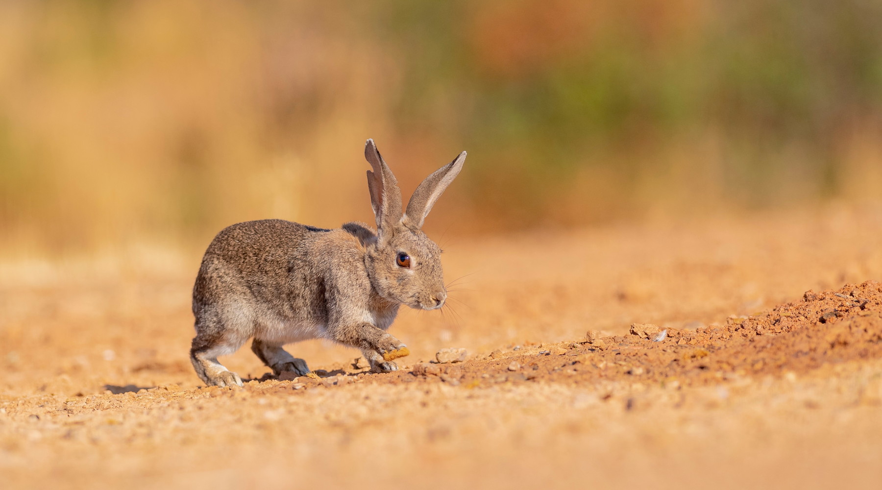 Assessore modifica il calendario venatorio della Sicilia: coniglio selvatico