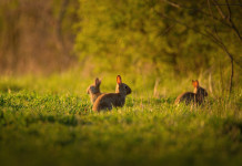 Autorizzata la caccia al coniglio selvatico in Sicilia