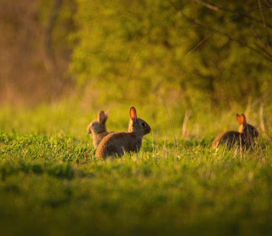Autorizzata la caccia al coniglio selvatico in Sicilia