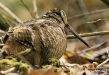 Beccaccia in Sardegna: incontro formativo ad Alghero Beccaccia in Sardegna incontro formativo ad Alghero
