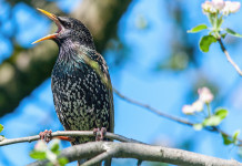 Caccia allo storno in Toscana, novità sul tesserino Caccia allo storno in Toscana, novità sul tesserino