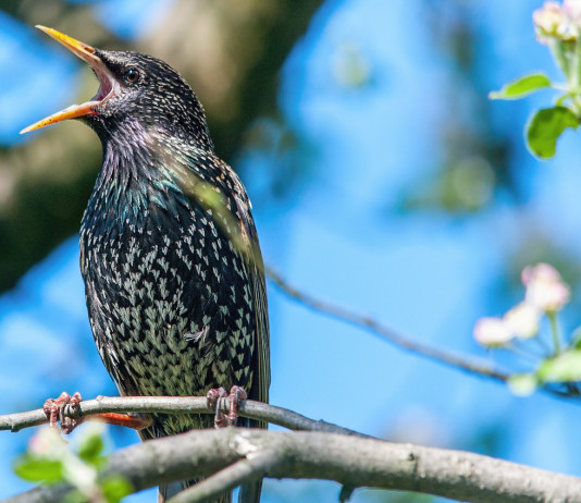 Caccia allo storno in Toscana, novità sul tesserino Caccia allo storno in Toscana, novità sul tesserino