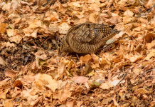 Calendari venatori in sicurezza, gli emendamenti alla legge sulla caccia Calendari venatori in sicurezza, gli emendamenti alla legge sulla caccia: beccaccia tra le foglie autunnali