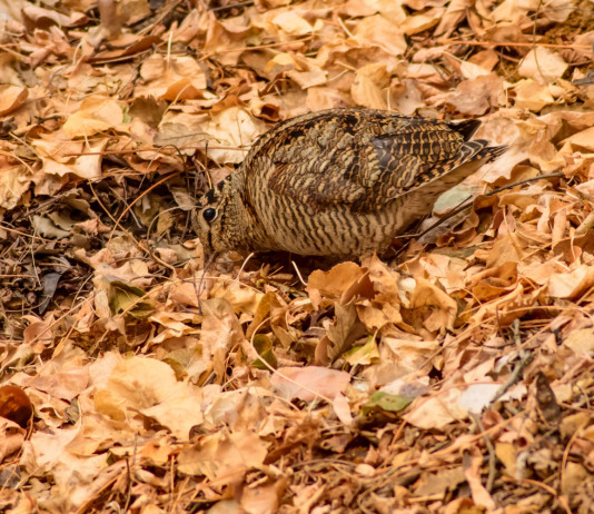 Calendari venatori in sicurezza, gli emendamenti alla legge sulla caccia Calendari venatori in sicurezza, gli emendamenti alla legge sulla caccia: beccaccia tra le foglie autunnali